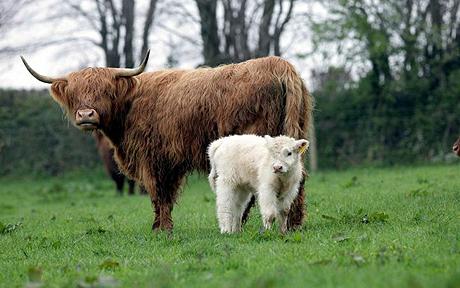 SWNS_WHITE_CALF_130022038.jpg