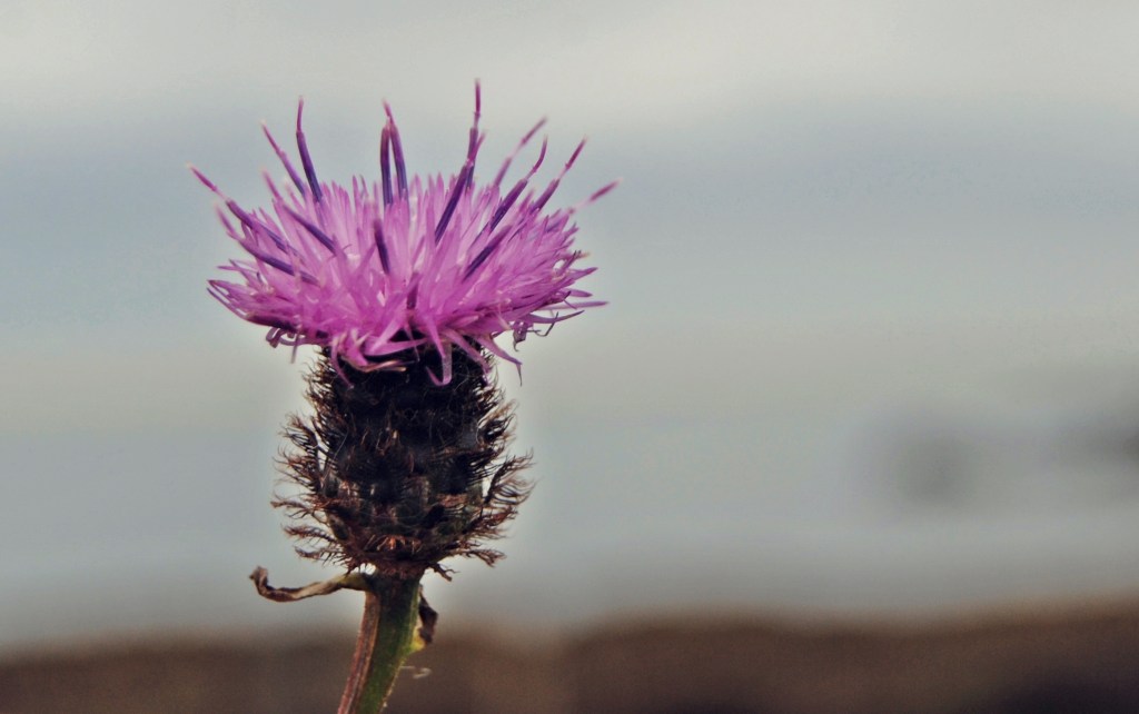 Sabes que has vivido en Escocia&nbsp;cuando…