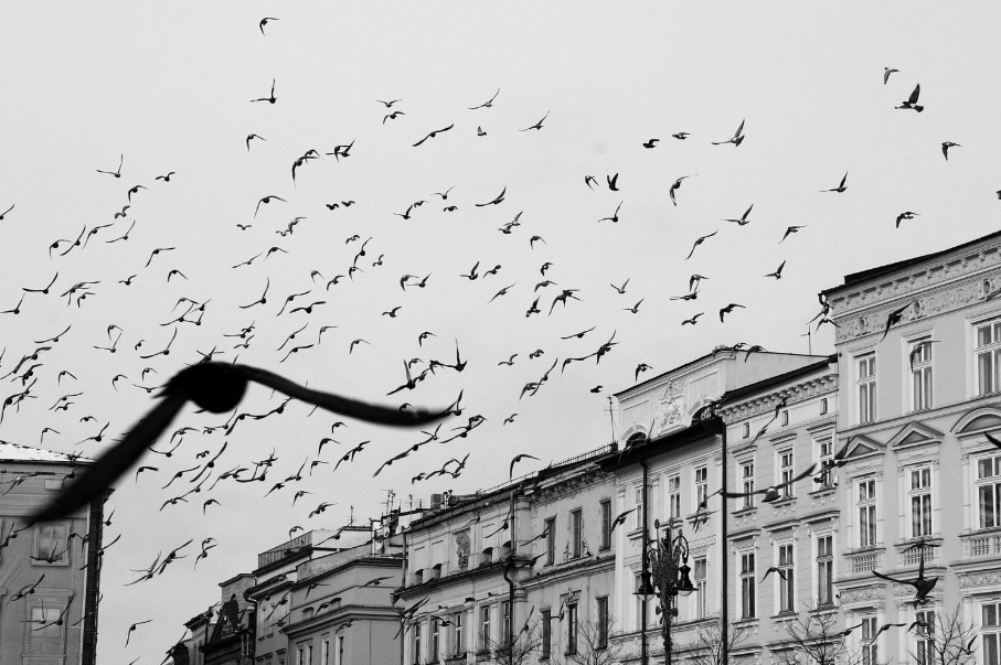 Viajar es… Cracovia |&nbsp;Polonia