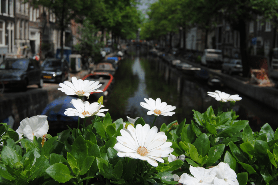 Como en Ámsterdam en ningún sitio | Países&nbsp;Bajos