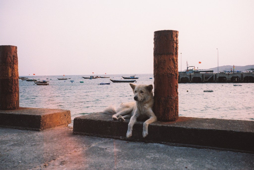 perro descansando en la Isla Cham
